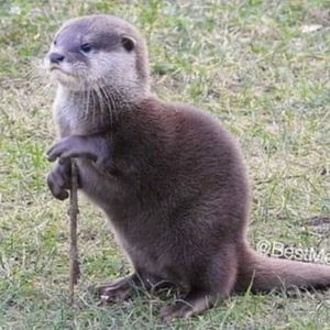 Meet your Posher, Steve